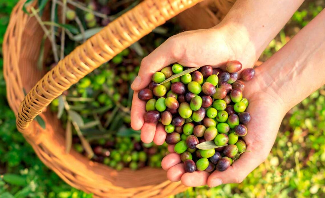 Produtor com cesta cheia de azeitonas colhidas e um punhado de azeitonas nas mãos