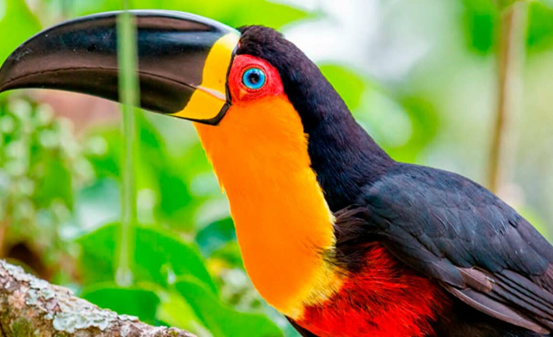 Tucano de bico preto (Ramphastos vitellinus)