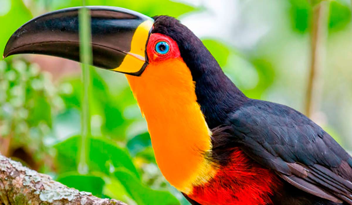 Tucano de bico preto (Ramphastos vitellinus)