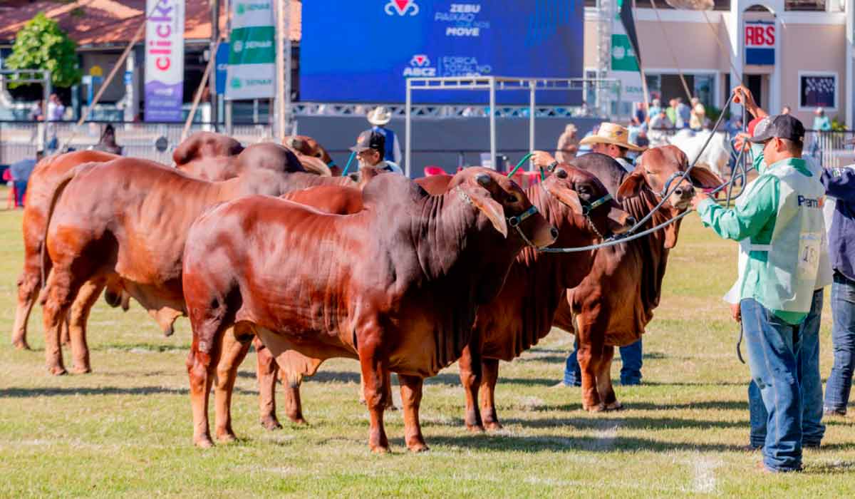 Animais na pista de julgamento