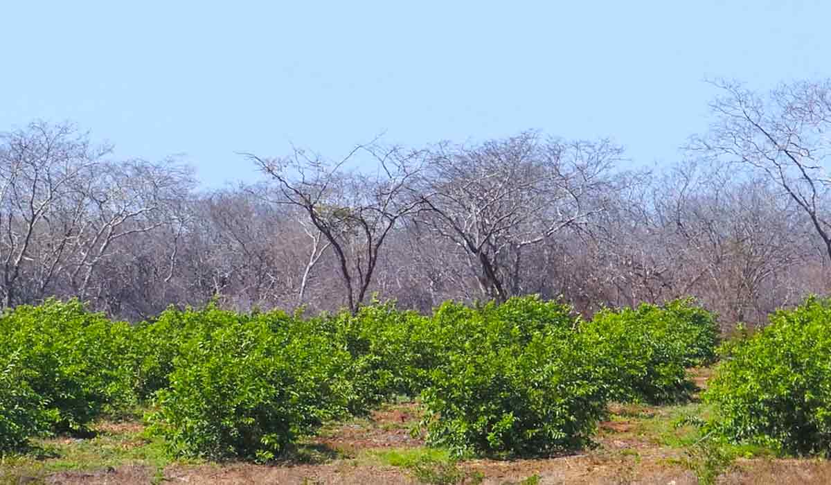 Goiabeiras e vegetação nativa na região do Cariri paraibano - Foto: Helder F. P. Araujo