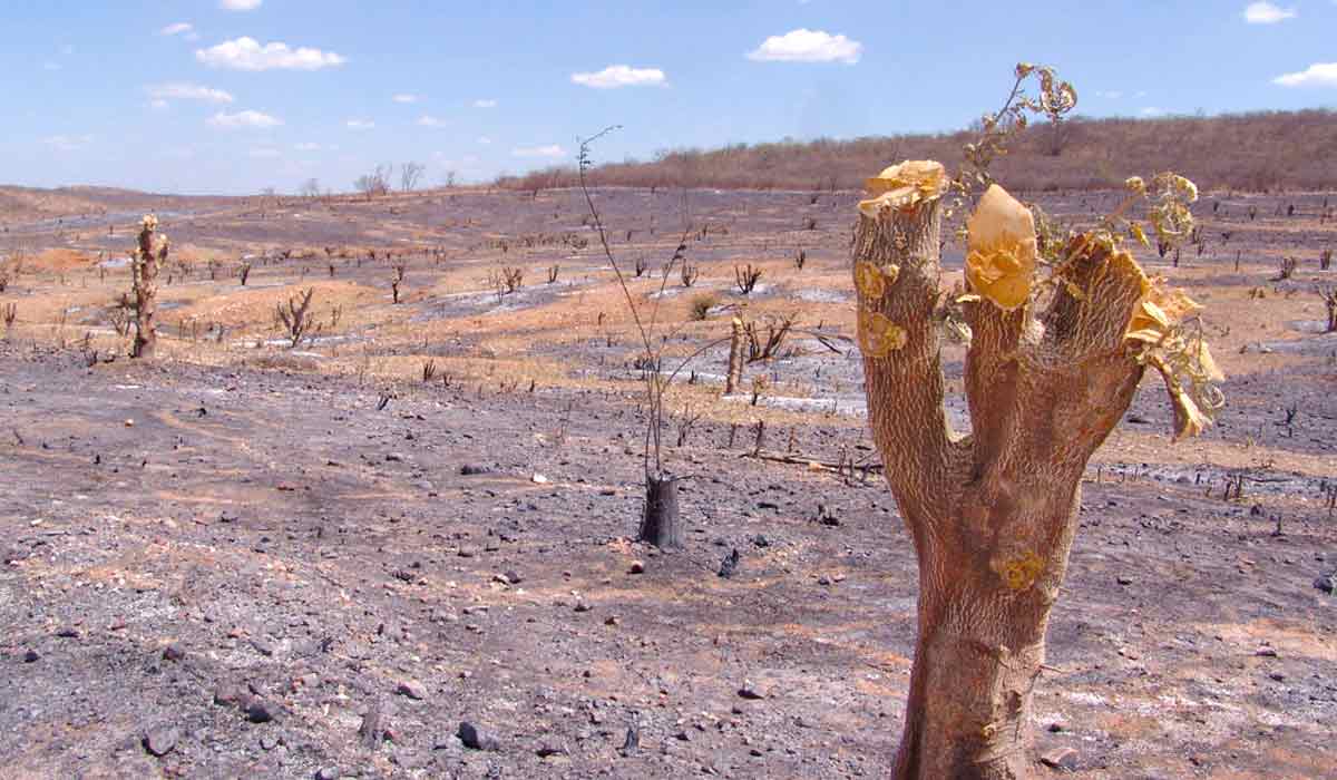 Desmatamento e queimada eliminam a vegetação nativa e facilitam a ocupação humana - Fonte: Embrapa Semiárido