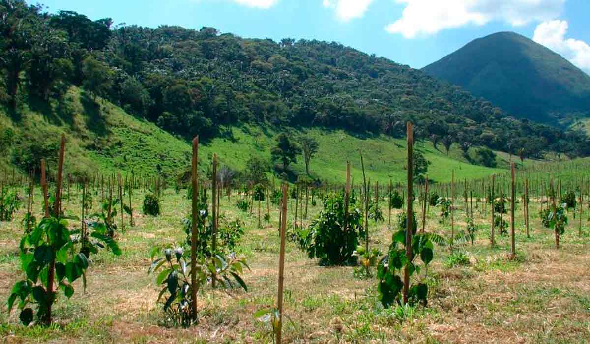 Estudo criou modelo que projeta o tempo de crescimento de espécies arbóreas nativas da Mata Atlântica até que obtenham "maturidade" necessária para atender à indústria madeireira - Foto: Pedro Brancalion/Lastrop-USP