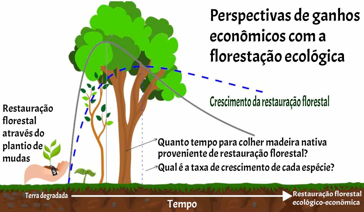 Perspectivas de ganhos econômicos com a florestação ecológica