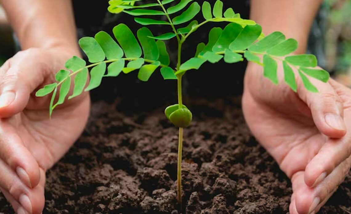 Plantando muda florestal