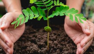 Plantando muda florestal