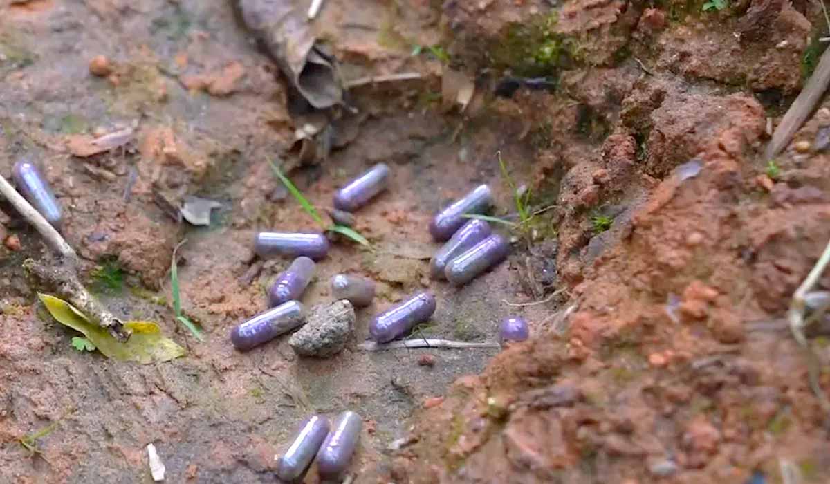 Cápsulas com sementes e bioinsumo no solo