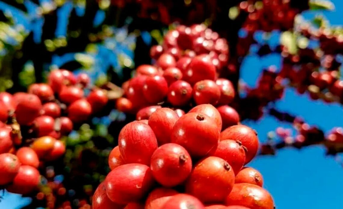 Grãos de café conilon