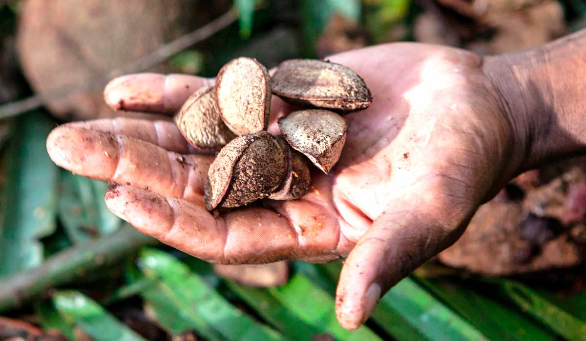 Castanha coletada por indígenas Kayapós - Funai deverá emitir documento para viabilizar o acesso dos povos ao novo selo