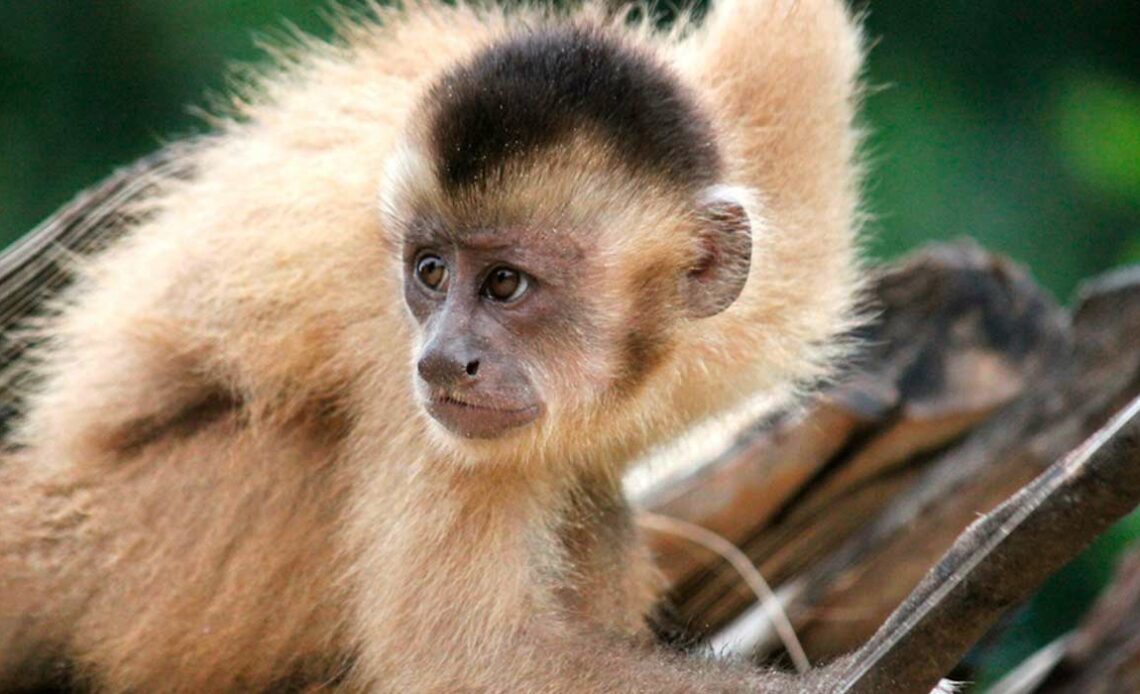 Macaco prego Kaapori ou caiarara (Cebus kaapori) - Foto: Ricardo Ferreira Esteves