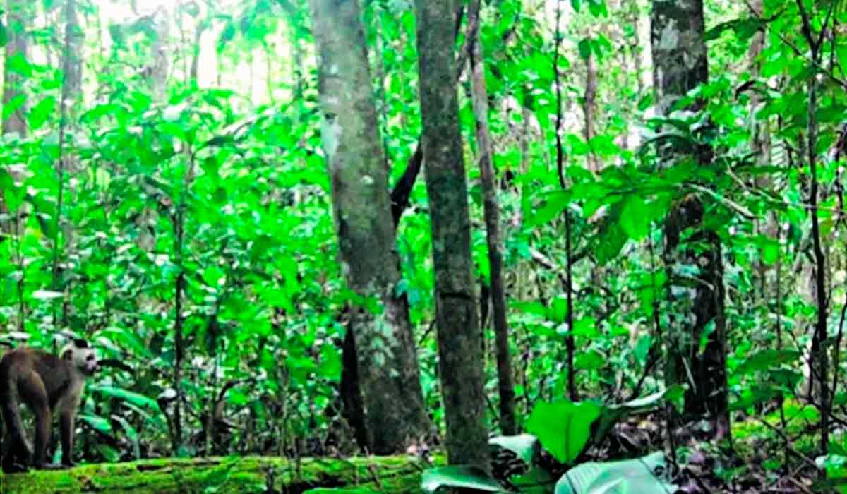 Macaco prego Kaapori ou caiarara (Cebus kaapori) no canto esquerdo da foto, identificado na mata monitorada. A espécie está na lista da União Internacional para a Conservação da Natureza (IUCN) como um dos cinco primatas mais ameaçados de extinção no mundo