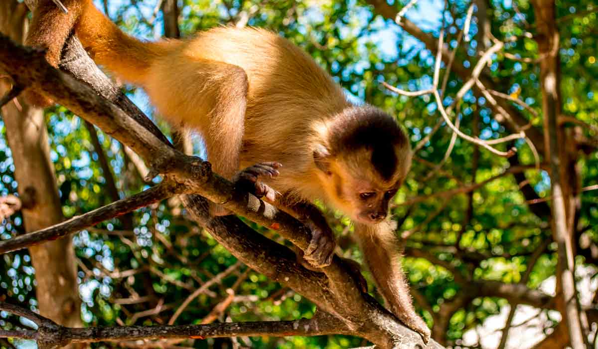 Macaco prego Kaapori ou caiarara (Cebus kaapori) - Foto: Carlos Eduardo Strauch