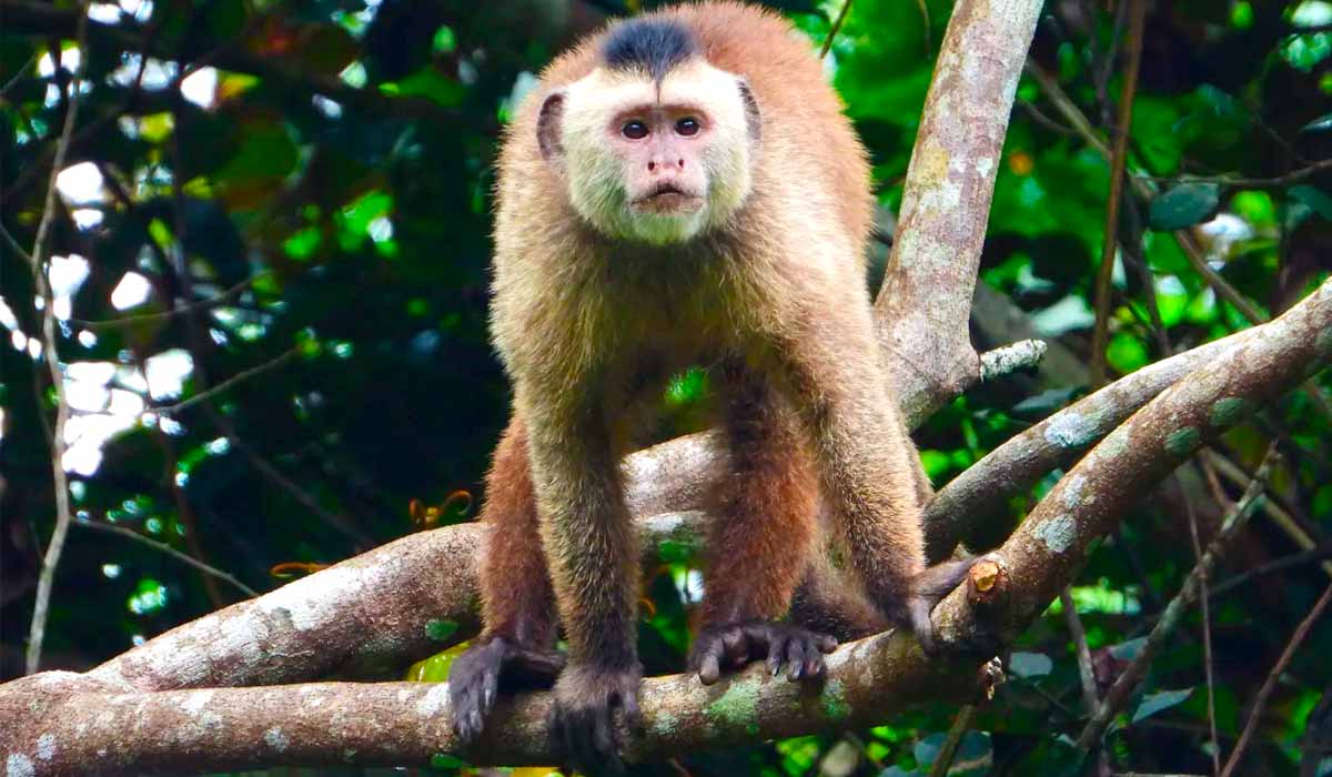 Macaco prego Kaapori ou caiarara (Cebus kaapori) - Foto: Fabiano R. de Melo