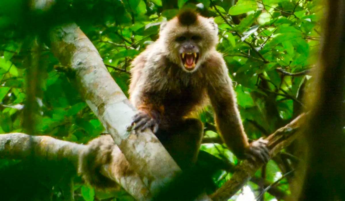 Macaco prego Kaapori ou caiarara (Cebus kaapori) - Foto: Tatiane Cardoso