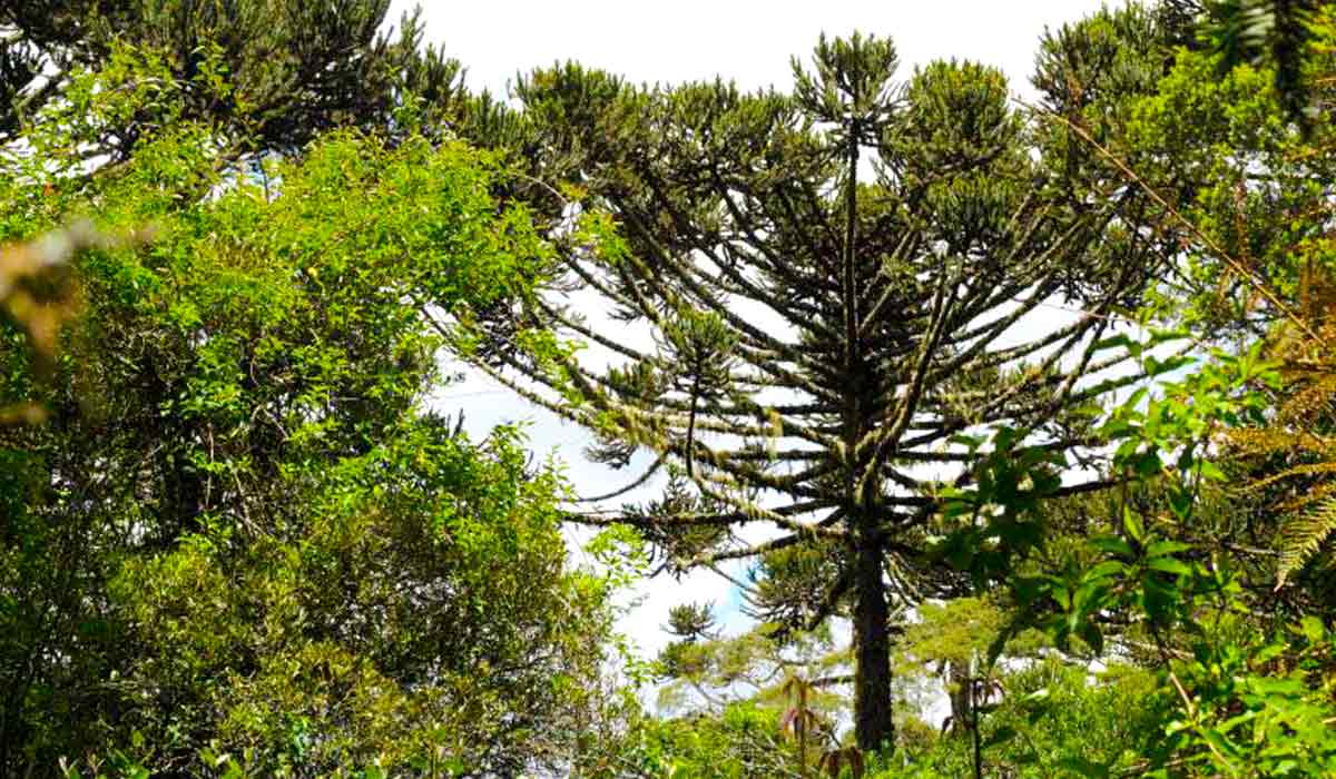 Árvores como a araucária, espécie do Sul do Brasil antes bastante comum, tiveram declínio de pelo menos 50% e foram classificadas como "Em Perigo" - Foto: Anderson Kassner-Filho/Floresta SC