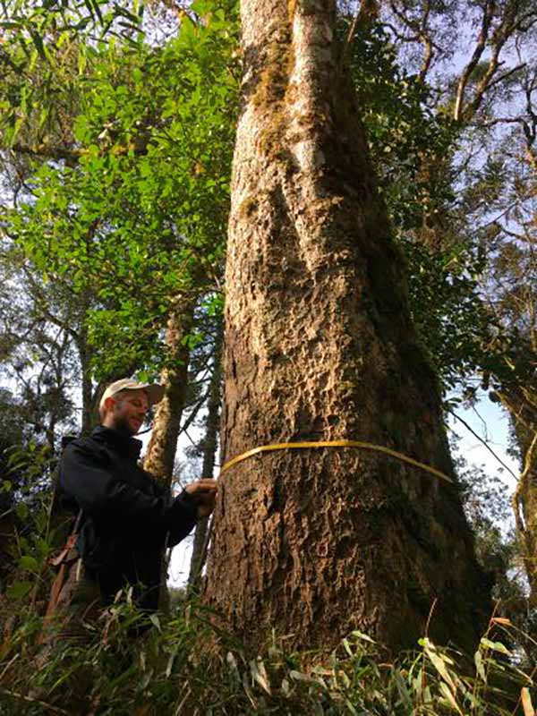 A Ocotea porosa foi uma das espécies de canela listada no levantamento - Foto: Anderson Kassner-Filho/Floresta SC