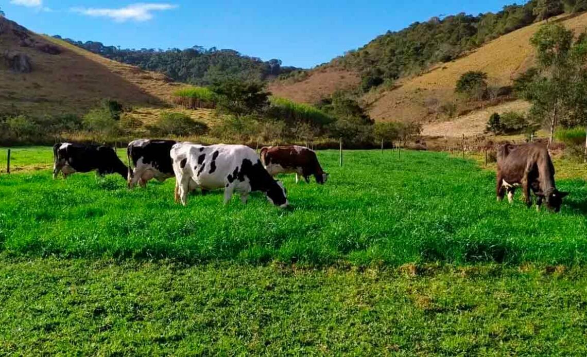 Vacas em pastoreio racional