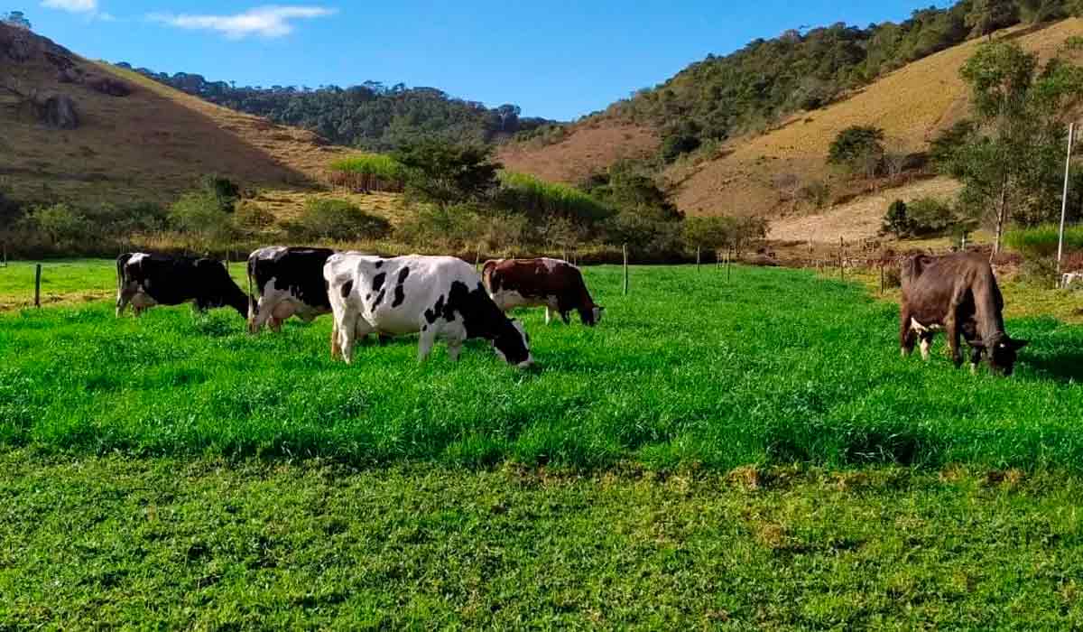 Vacas em pastoreio racional