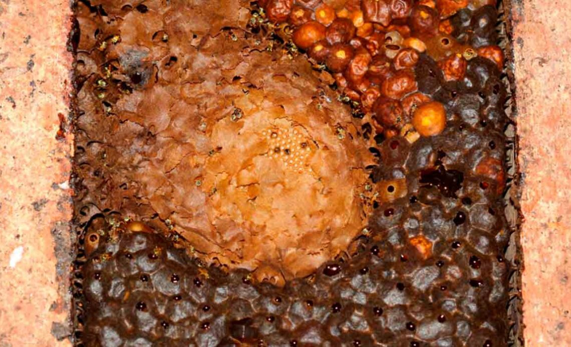 Potes de pólen e mel em colônia de jataí (Tetragonisca angustula) - Fonte: Fototeca Cristiano Menezes (FCM)