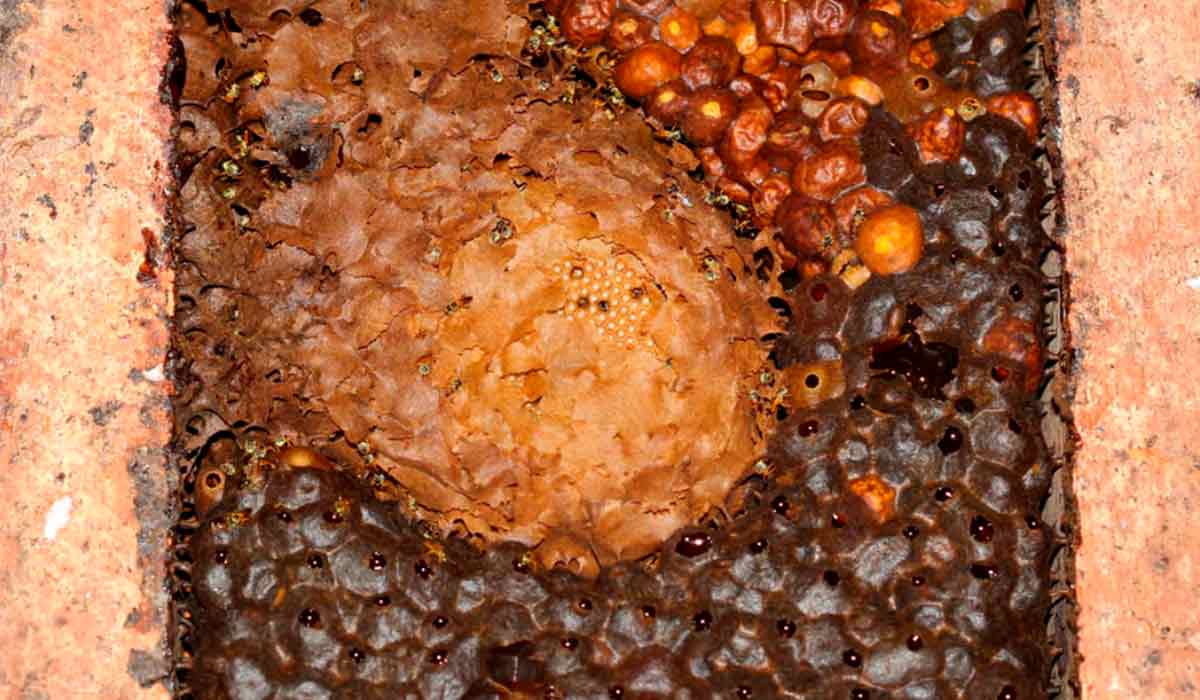Potes de pólen e mel em colônia de jataí (Tetragonisca angustula) - Fonte: Fototeca Cristiano Menezes (FCM)