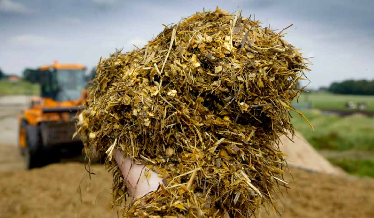 Silagem pronta para o consumo