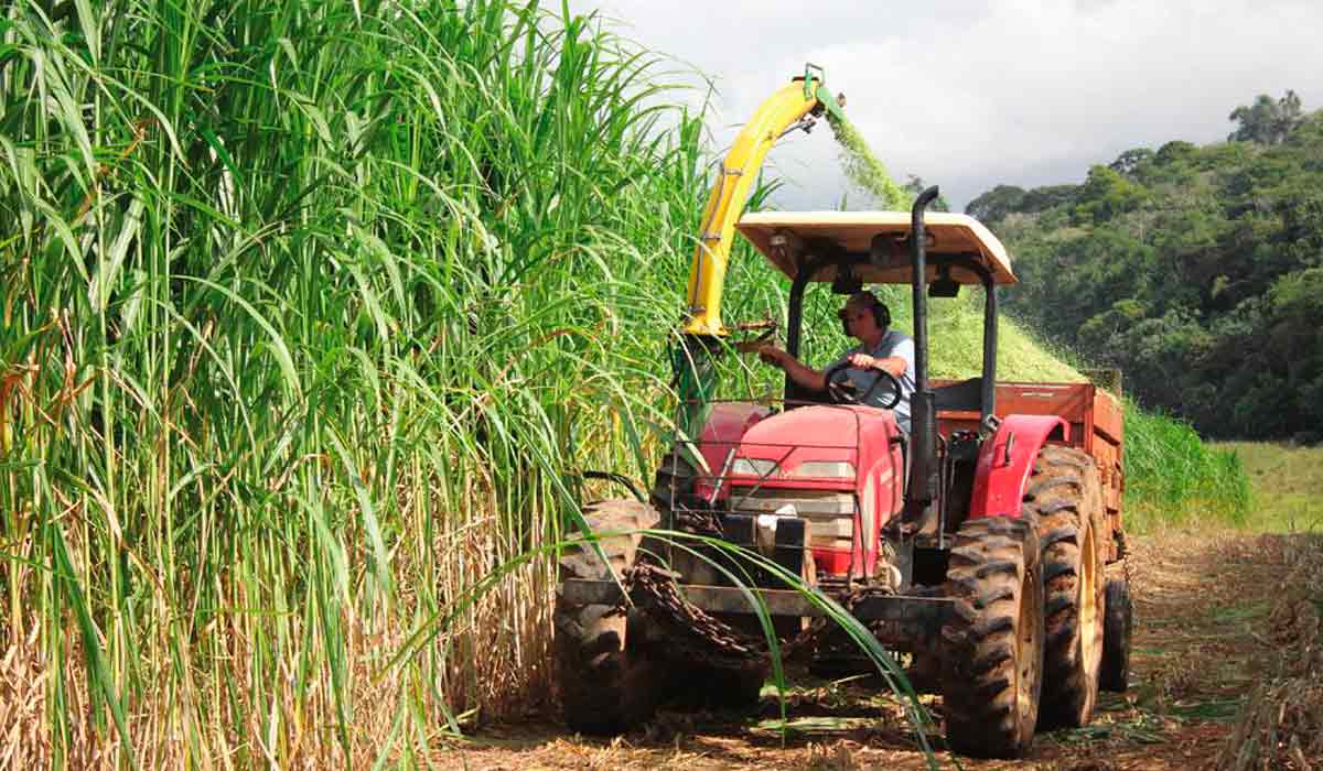 Colheita mecânica de capim para produção de silagem