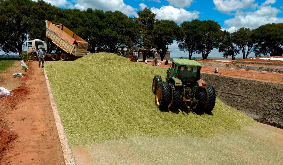 Silo trincheira sendo preenchido e o material em processo de compactação