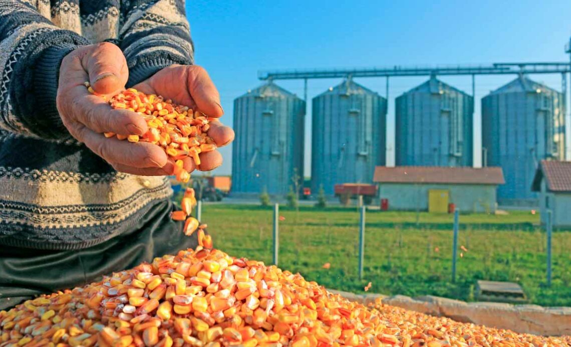 Agricultor com punhado de milho nas mãos e silos verticais ao fundo