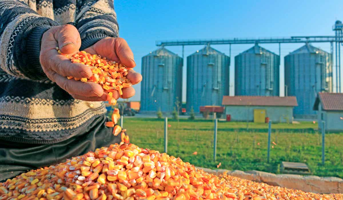 Agricultor com punhado de milho nas mãos e silos verticais ao fundo