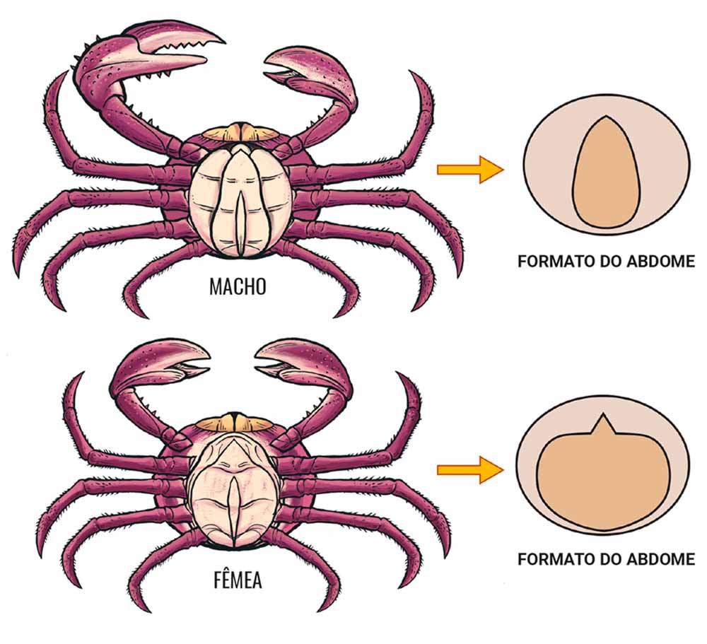 Diferenças entre macho e fêmea do Ucides cordatus - Ilustração: Nato Gomes