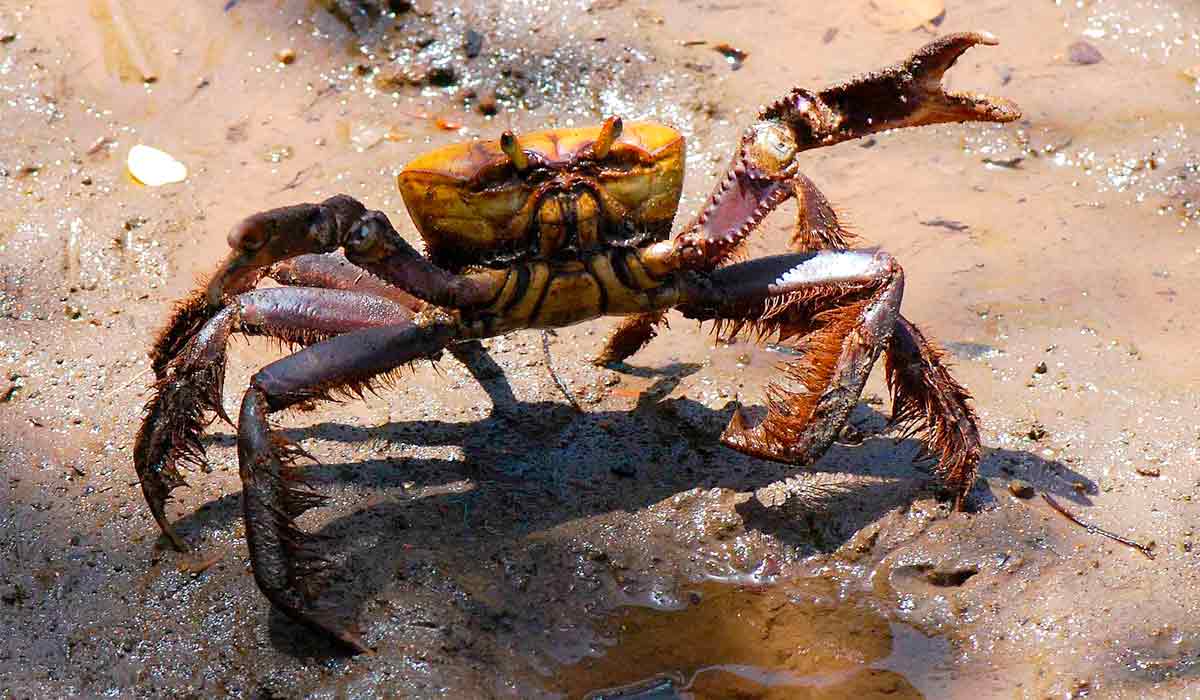 Caranguejo uçá (Ucides cordatus)