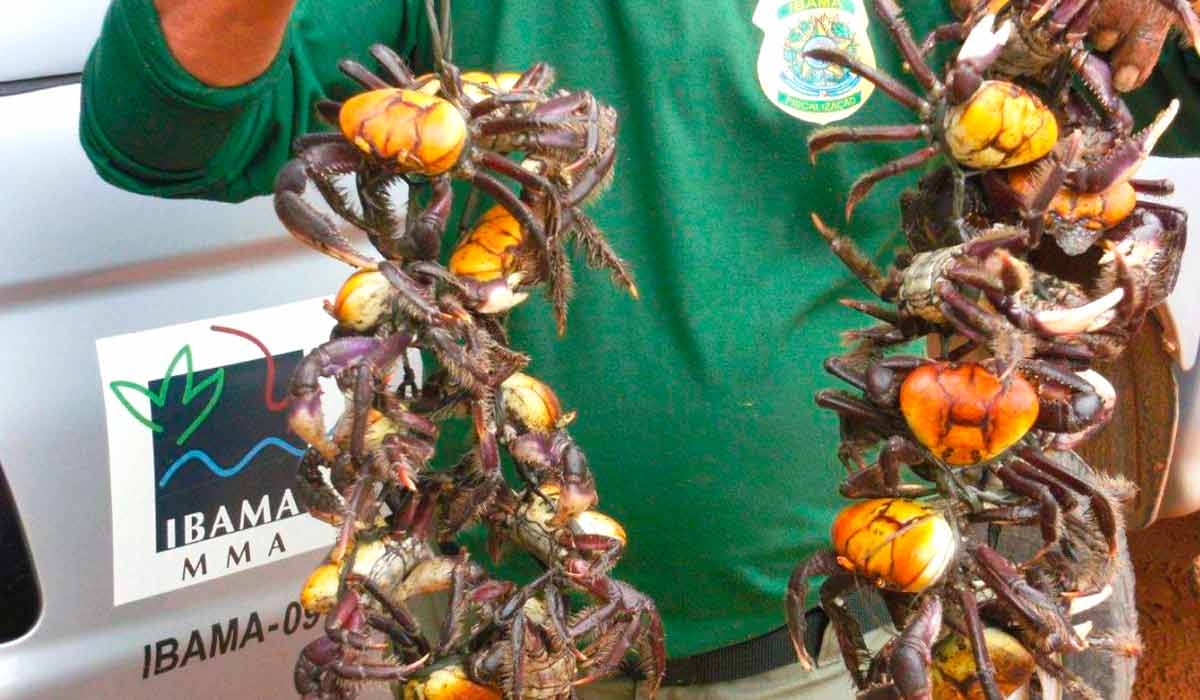 Caranguejos uçás capturados ilegalmente apreendidos por agentes do Ibama