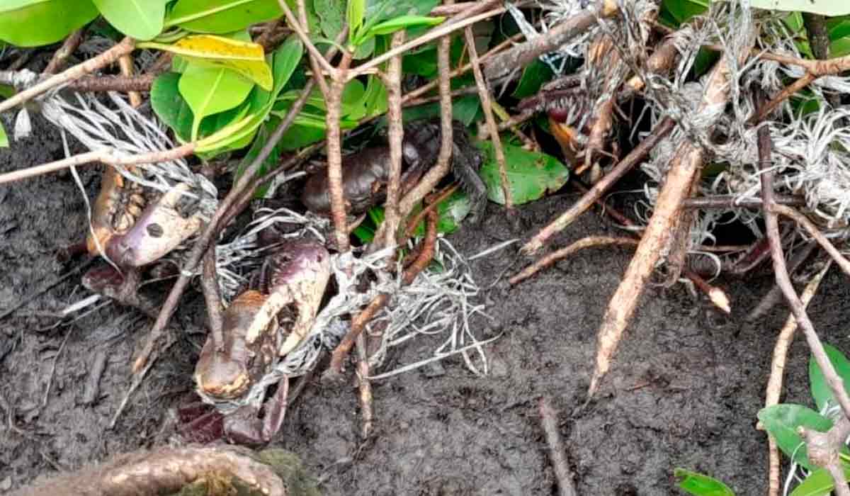 Caranguejos presos nas redinhas