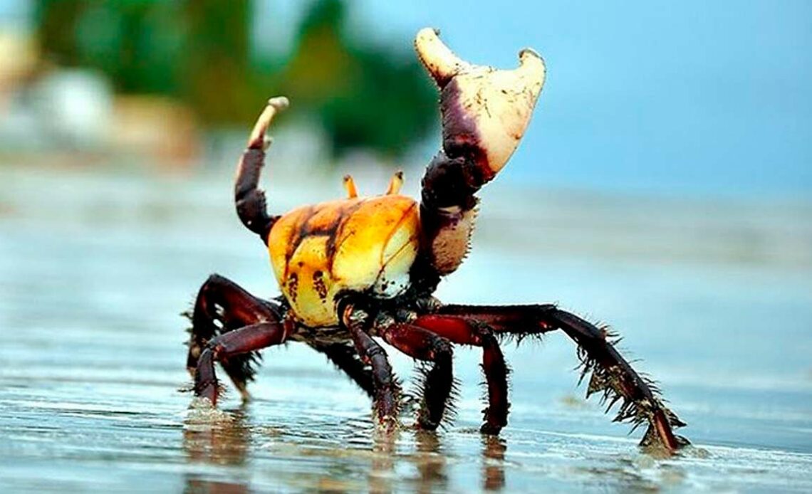 Caranguejo uçá (Ucides cordatus) na praia