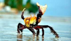 Caranguejo uçá (Ucides cordatus) na praia