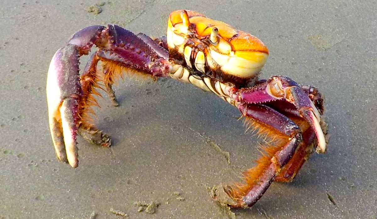 Caranguejo uçá na praia