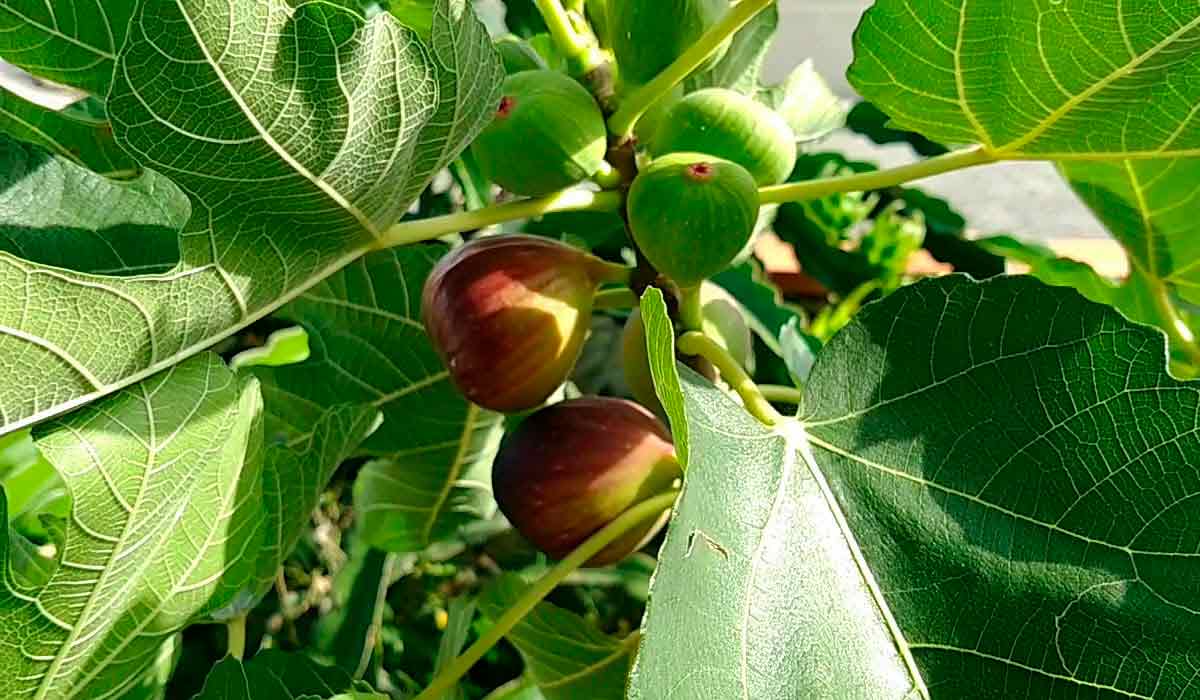 A fruticultura é a atividade agrícola predominante no município, destacando-se a produção de figos, que lhe permite com grande vantagem a posição de primeiro produtor do país