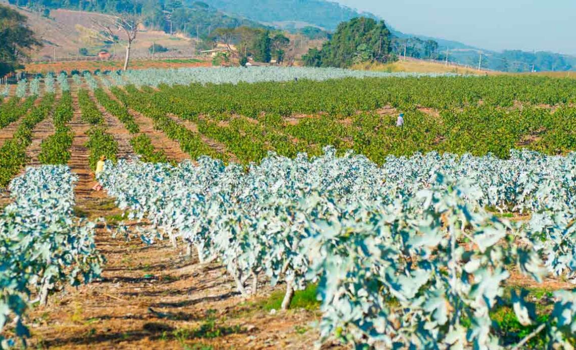 A fruticultura predomina em Valinhos