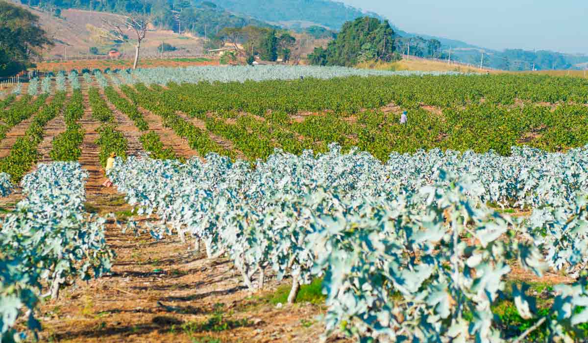 A fruticultura predomina em Valinhos