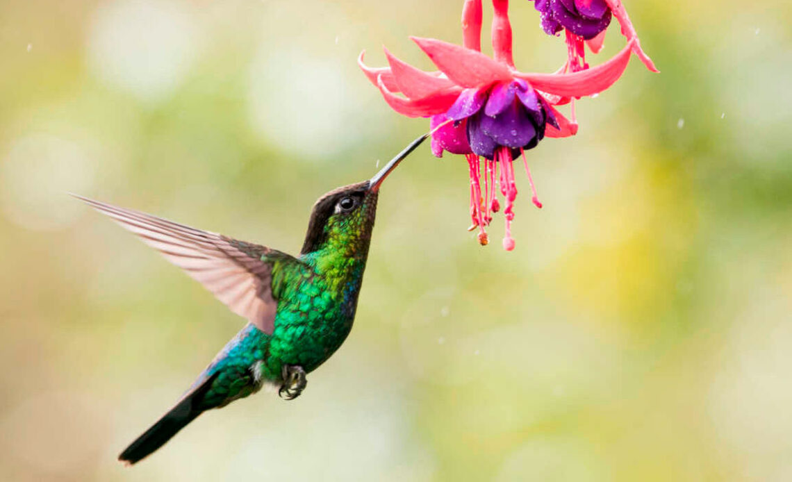 Beija flor se alimentando de néctar de um brinco de princesa