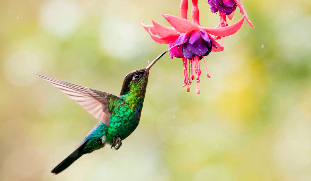 Beija flor se alimentando de néctar de um brinco de princesa