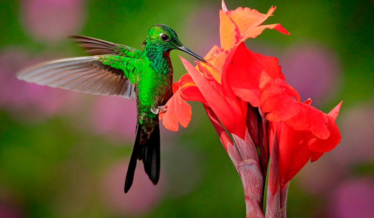 Beija flor na flor de biri