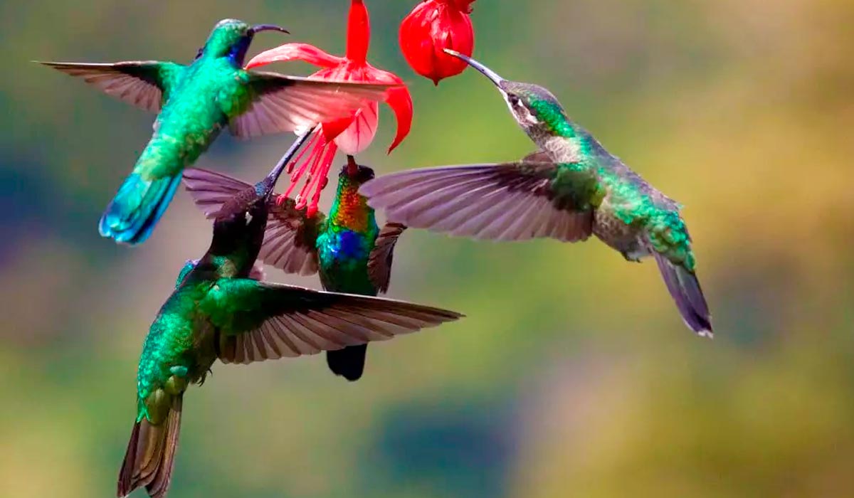 Grupo se alimentando em flores de brinco de princesa