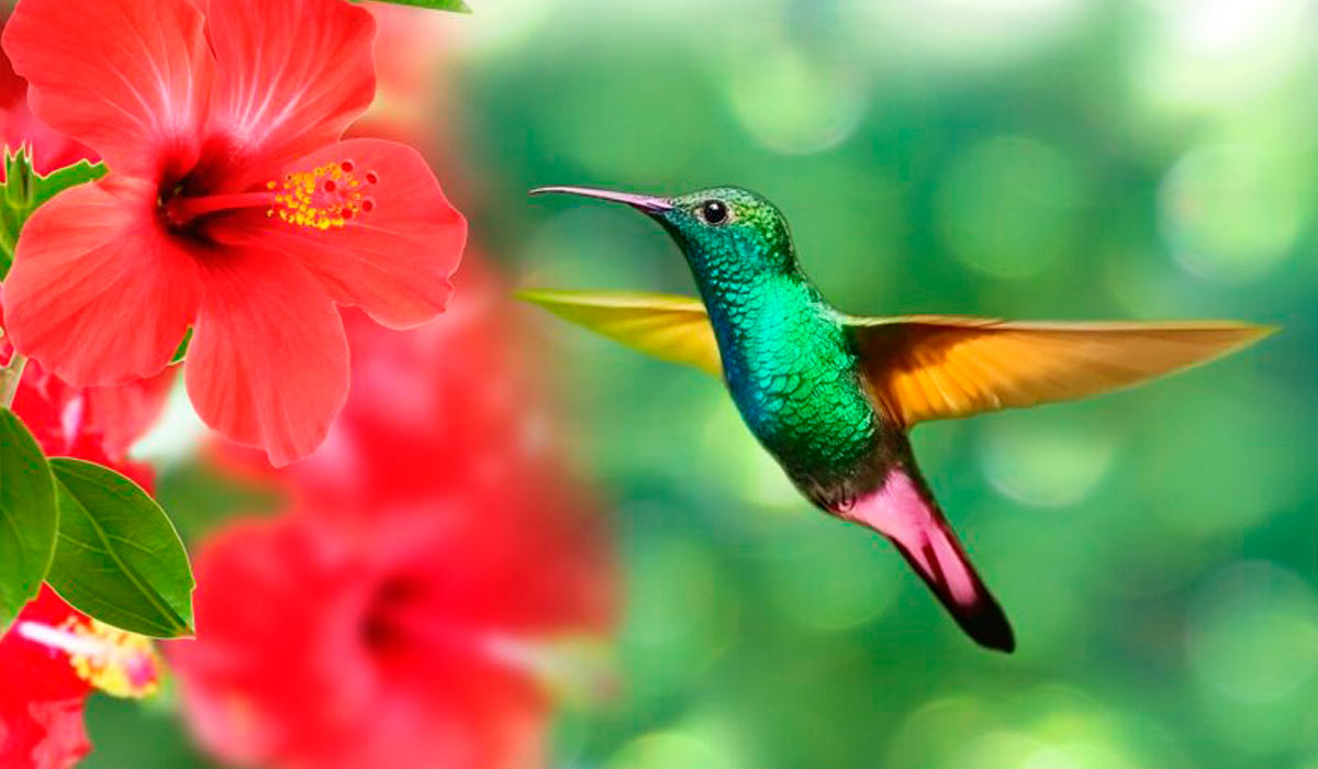 Beija flor na flor de hibisco