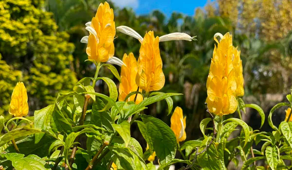 camarão amarelo (Patchystachys lutea)