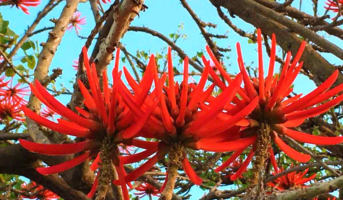 Mulungu do litoral (Erythrina speciosa)