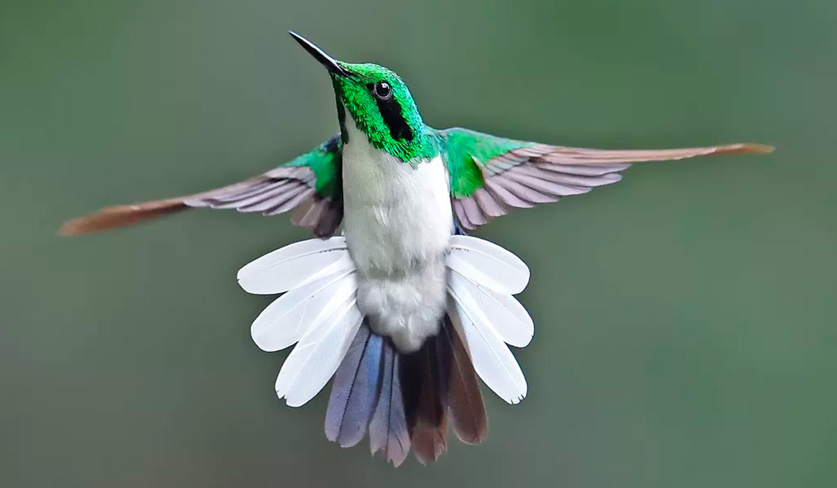 Beija-flor-de-bochecha-azul (Heliothryx auritus) - Foto: Luiz Carlos da Costa Rinbenboim