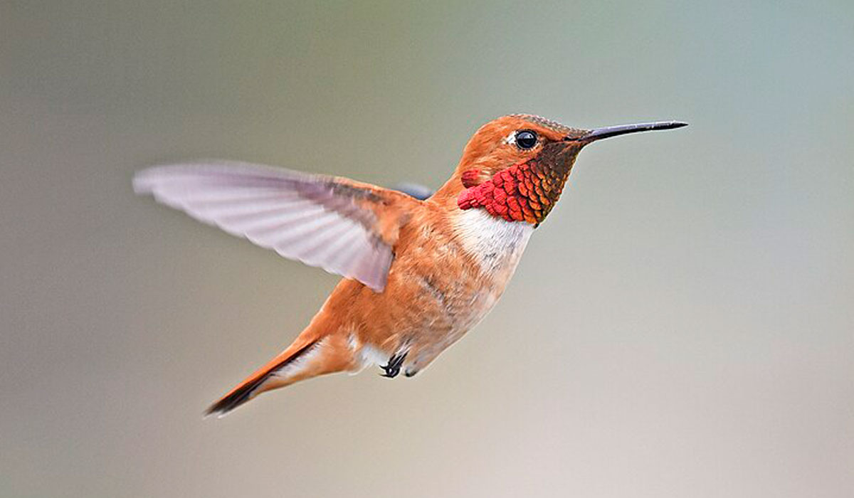 Beija-flor-ruivo (Selasphorus rufus)