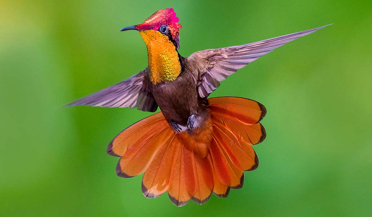 Beija-flor-vermelho (Chrysolampis mosquitus)