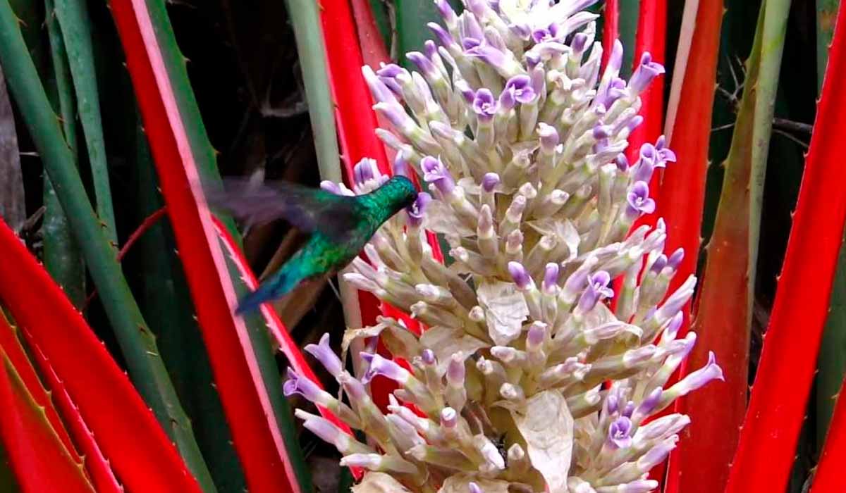 Caraguatá do mato (Bromelia balansae) - Beija flor nas flores brancas e azuis arroxeadas e brácteas vermelhas em destaque